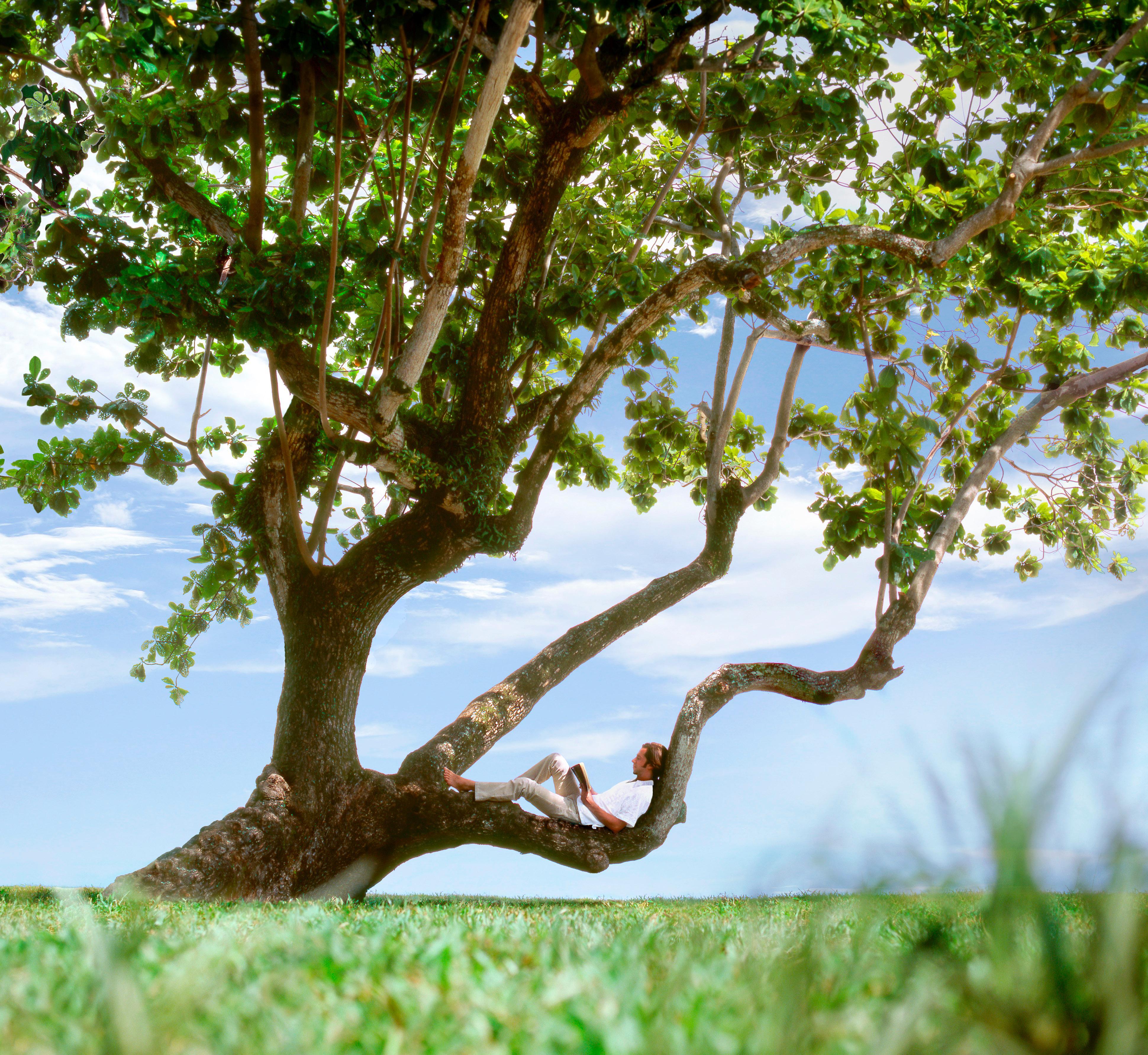 Shangri-La Rasa Sayang, Penang Бату Феринги Екстериор снимка A tree